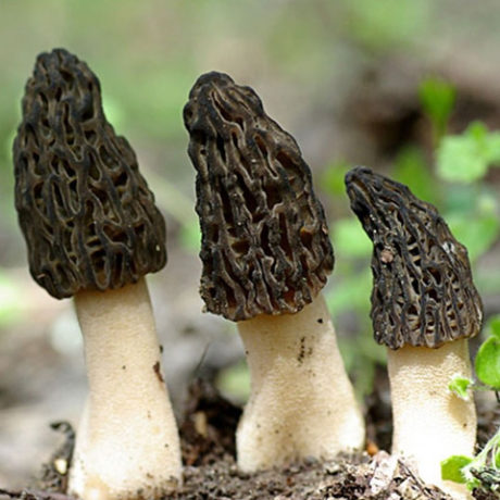 Black Morel Spores (Morchella Importuna)  Mushroom Spores 🍄 SporeStore.com