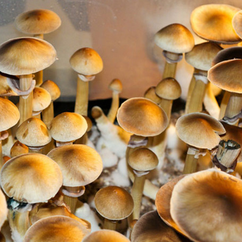 The Honest To Goodness Truth On Psilocybin Mushroom Spores For Sale