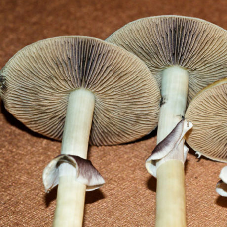 Mazatapec Spores - Mushroom Spores \ud83c\udf44 SporeStore.com