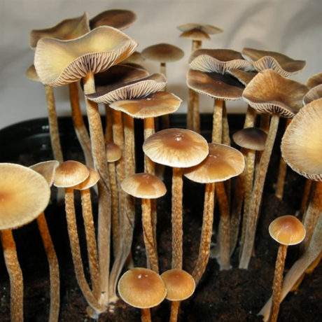 Oasis Mushroom Spores Syringe - 🍄 Mushroom Spores ...