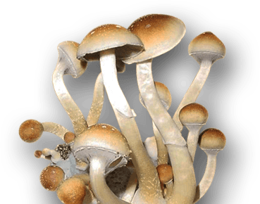 Electric Mushroom Grinder - Mushroom Spores 🍄 SporeStore.com
