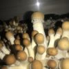 penis envy mushroom spores pre hatching